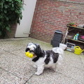 honden foto Bonny jarig 15-5-2013