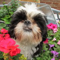honden foto Bonny jarig 15-5-2013