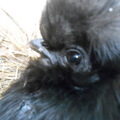Honden foto Lieve Truffel Honden foto Lieve Truffel