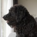 honden foto 