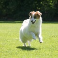 honden foto 