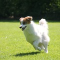 honden foto 
