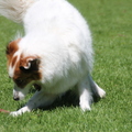 honden foto 