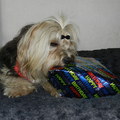 honden foto Kadootje openmaken :-D