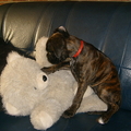 honden foto Kiara en de beer ( hier was ze 12 weken oud)