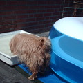 honden foto