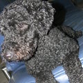 honden foto cute!