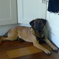 honden foto poepieee