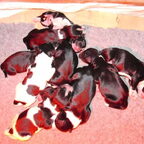 schapendoes puppies
