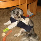 Benji naar de dierenarts