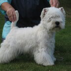 showwesties