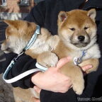 Aanschaf van een (shiba) pup