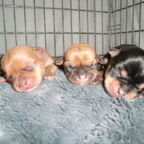 Ukkie pups gekregen