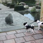 Leuk weekend met de honden