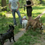 Mijn eerste Engelse Bulldogwandeling.