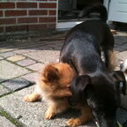 Wandelen