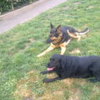 trots op onze honden
