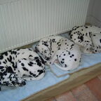 4 Honden!