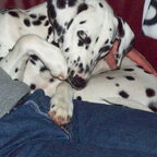 Indy onze dove hond