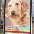 hondenfotoshoot gewonnen!