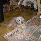 Toby ging en Snoopy kwam in ons leven.