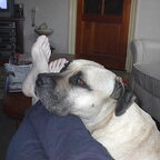 gilby