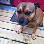 Onze Samson!