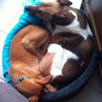 Mijn hondjes