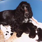 geboorte pups engelse cocker