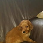 te kleine pup