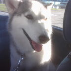 husky asielhond