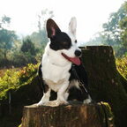 Welsh corgi Cardigan Elsa