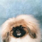 Verdwenen pekingees