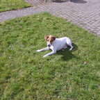 Bollie's oogoperatie.