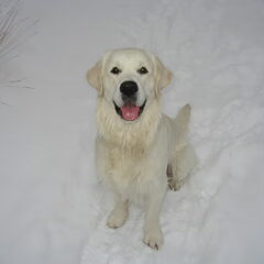 Zie je mij wel in de witte sneeuw???
