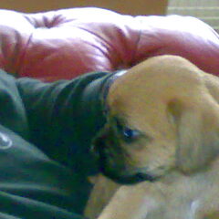 Kelly puppie, nog bij de fokker thuis