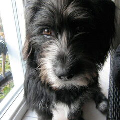 Dit is KOS onze nieuwe hondje uit griekenland me ouders…