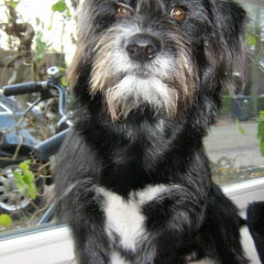 Dit is KOS onze nieuwe hondje uit griekenland me ouders…