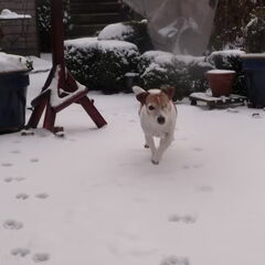 Dit is Barney, onze 1 oog Jack Russell in onze tuin met de…