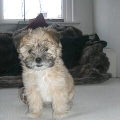 Zoe onze pup.