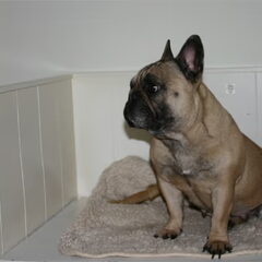 Onze Bambi , de stammoeder van onze kennel.Bambi is met…