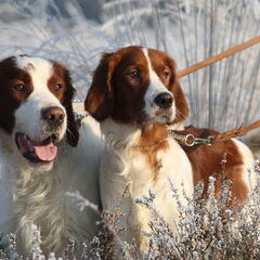 Brion en Jane 2 rood witte ierse setters