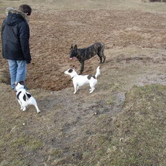 Luna, Keya en Lola geobsedeerd door Joey