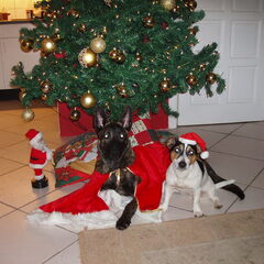 Kerstkaart 2008
