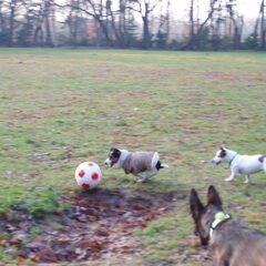 Luna, Lola en Keya als Maradonna-tjes :D