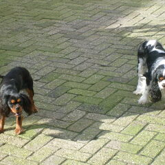 hallo ik ben thea heb 2 hele lieve king charles heb het…