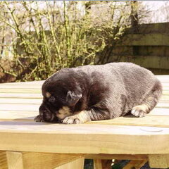7 mei krijgen wij onze pup. Zij is een berner sennen(mix) X…