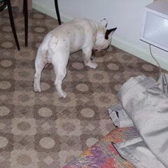 Onze nieuwkomer, floyd, aan zee in het hotel, druk bezig…