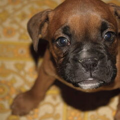 Net thuisgekomen met onze 8 weken oude pup, en heeft hij…