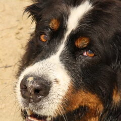 Vito de benner sennen